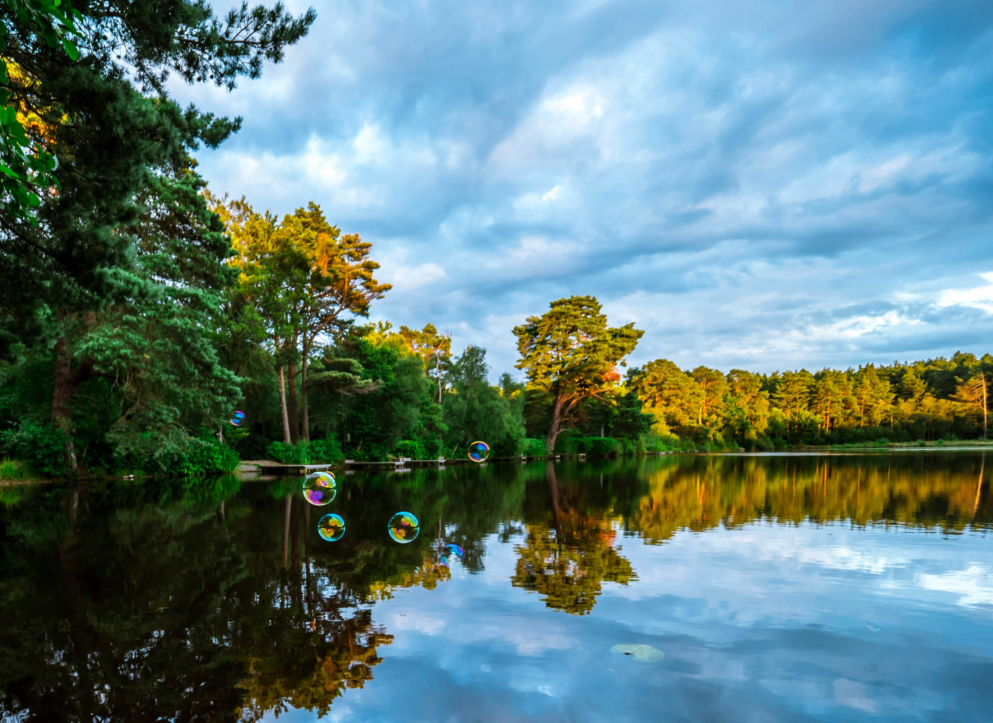 green-leafed trees near body of water during daytime